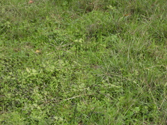 Chloris verticillata