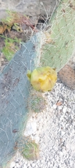 Opuntia leucotricha