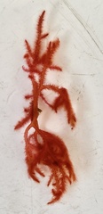 Dasya spinuligera