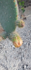 Opuntia leucotricha