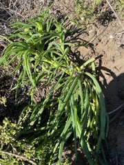 Conicosia pugioniformis