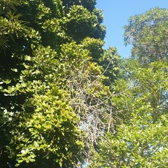 Rhipidura fuliginosa