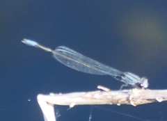 Enallagma cardenium
