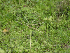 Chloris verticillata