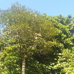 Rhipidura fuliginosa