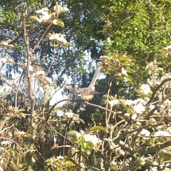 Rhipidura fuliginosa