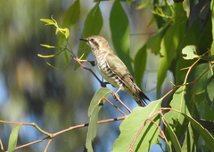Chrysococcyx basalis