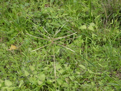 Chloris verticillata