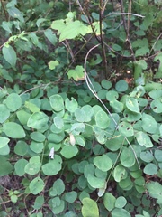 Homoeocerus dilatatus