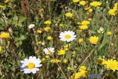 Glebionis coronaria