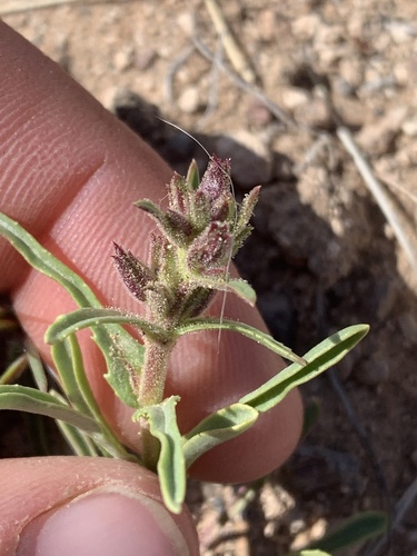 Franklin's Penstemon (Penstemon franklinii)
