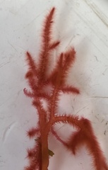 Dasya spinuligera