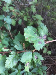 Gorpis brevilineatus