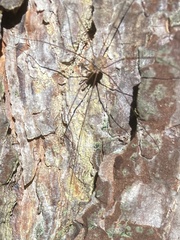 Dicranopalpus