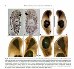 Aegyria rostellum