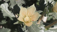 Mentzelia involucrata