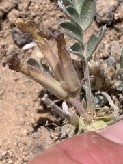 Astragalus welshii