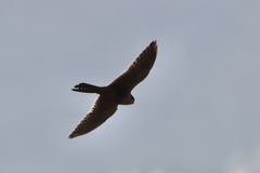 Falco femoralis