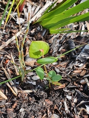 Platylobium obtusangulum