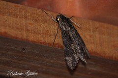 Erinnyis oenotrus