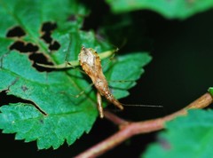 Gorpis brevilineatus