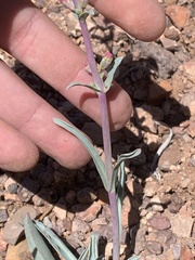 Penstemon utahensis
