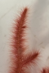 Dasya spinuligera