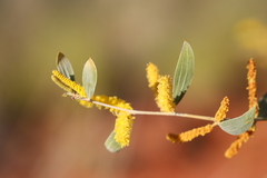 Acacia stipuligera