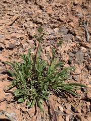 Penstemon pinorum