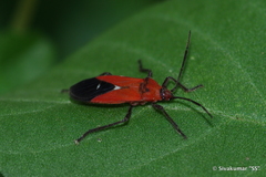 Oncopeltus nigriceps