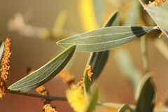 Acacia stipuligera