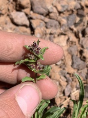 Penstemon pinorum