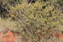 Acacia stipuligera