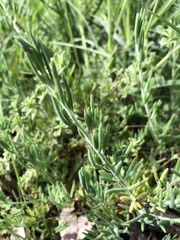 Enchylaena tomentosa