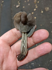 Helvella