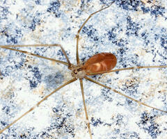 Pholcus opilionoides