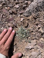 Astragalus calycosus