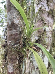 Vandoideae