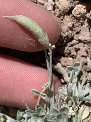 Astragalus calycosus