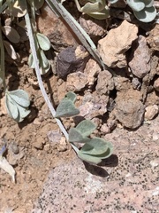 Astragalus calycosus