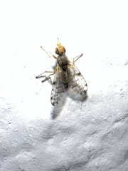 Tephritidae