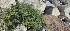 Physalis crassifolia