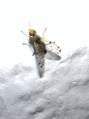 Tephritidae