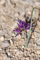 Lophioprason