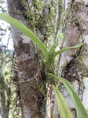 Vandoideae