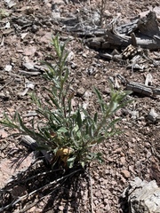 Xanthisma grindelioides