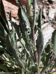 Xanthisma grindelioides