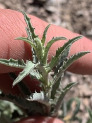 Xanthisma grindelioides