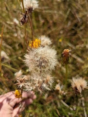 Hypochaeris glabra