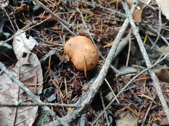 Suillus ponderosus